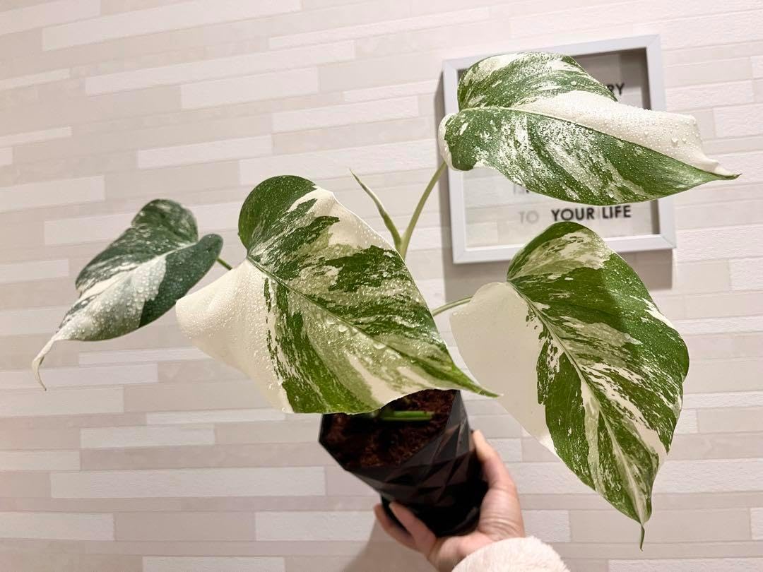 斑入りモンステラ ホワイトタイガー ポット苗 美品】 斑入り